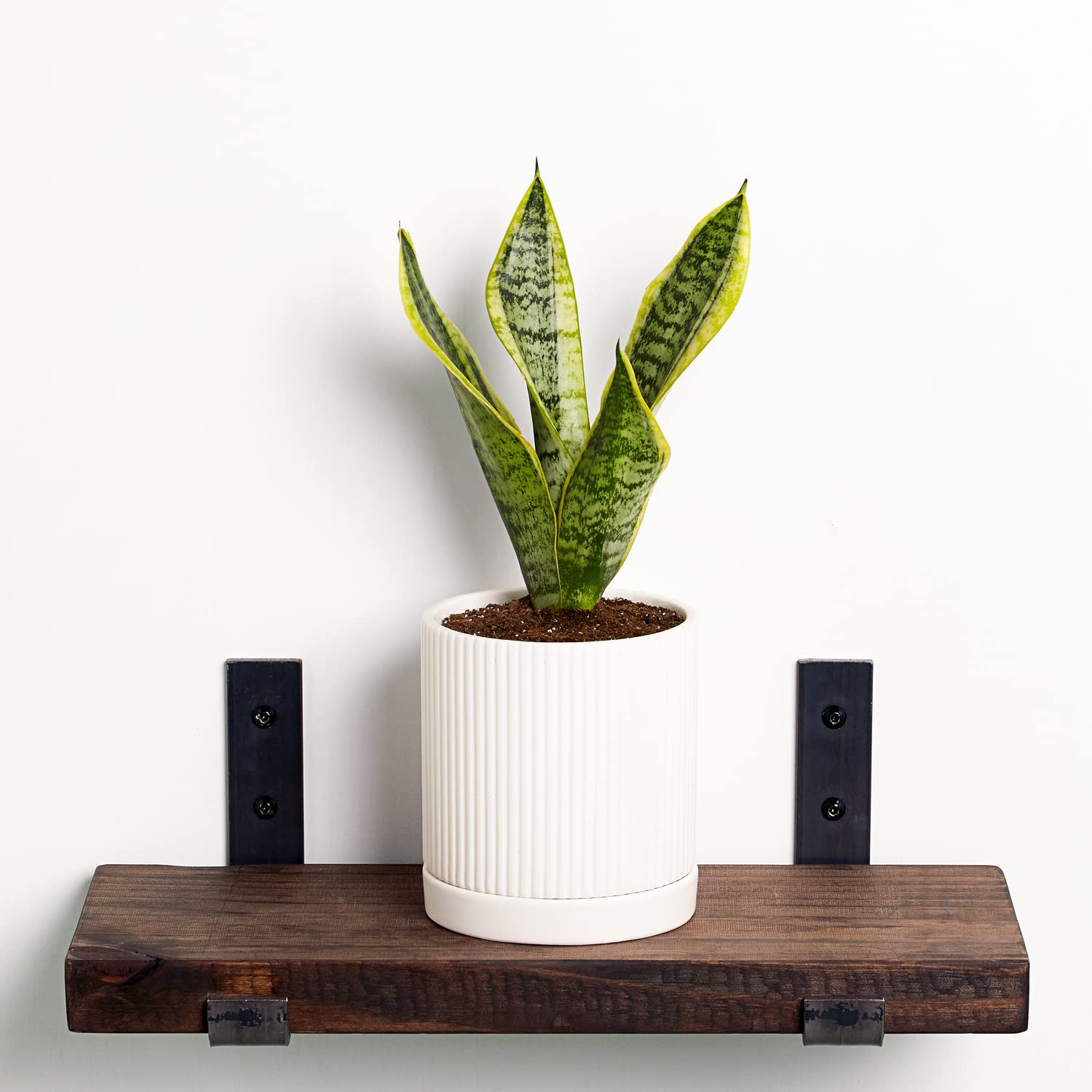 Greendigs Snake Plant in White Ceramic Fluted 5 Inch Pot - Low-Maintenance Houseplant, Pre-Potted with Premium Soil