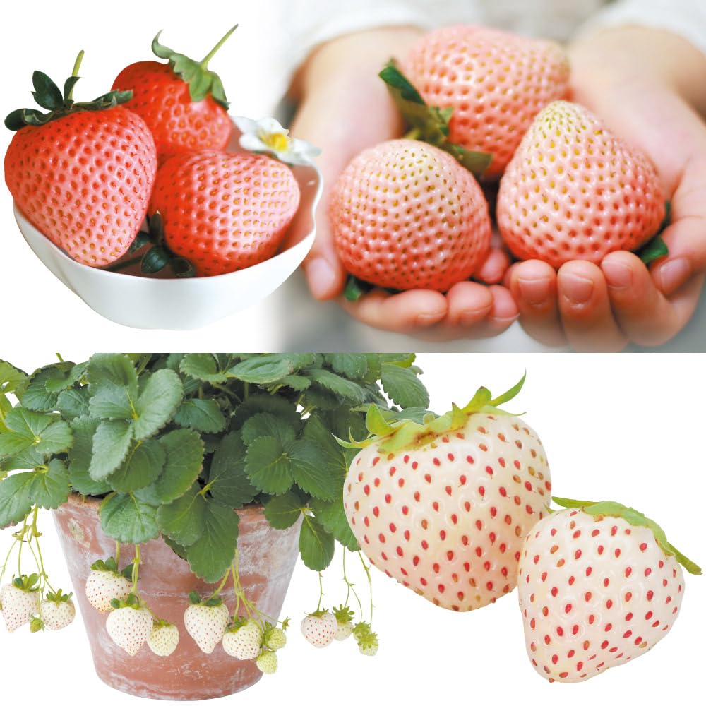 Strawberryページ Buy Velophasis 'Technisch - Strawberry Burst' - 390932 07