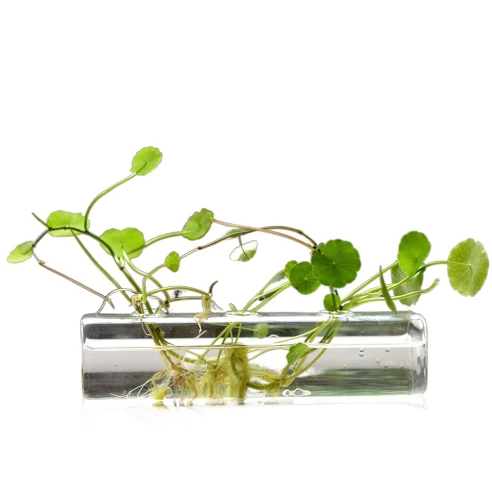 Vase rectangulaire en verre transparent 6x22x6cm pour décoration florale