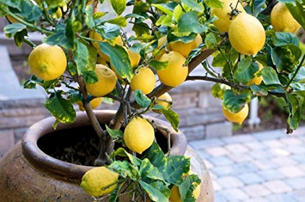 OhhSome Live Plant Lemon Plant, Desi Selection Variety for Balcony Garden Plant(1 Healthy Live Plant)