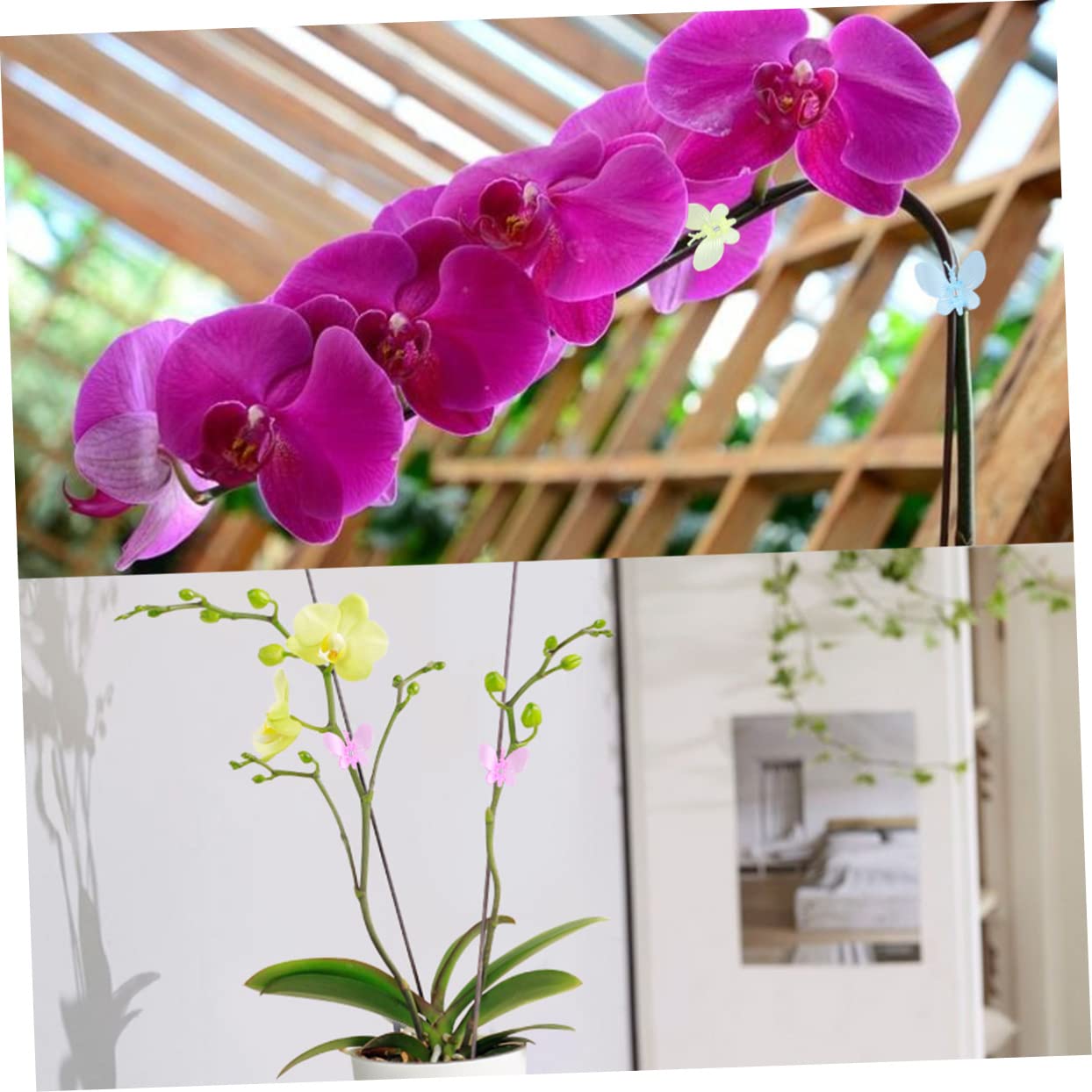 BESPORTBLE 180 Haarklammer Pflanzen Verbinden Clip Orchideenclips Zur Unterstützung Von Pflanzen Gemüse-stützklemme Gemüseclip Für Den Garten Pfropfung Wein-Clips Drinnen Acryl
