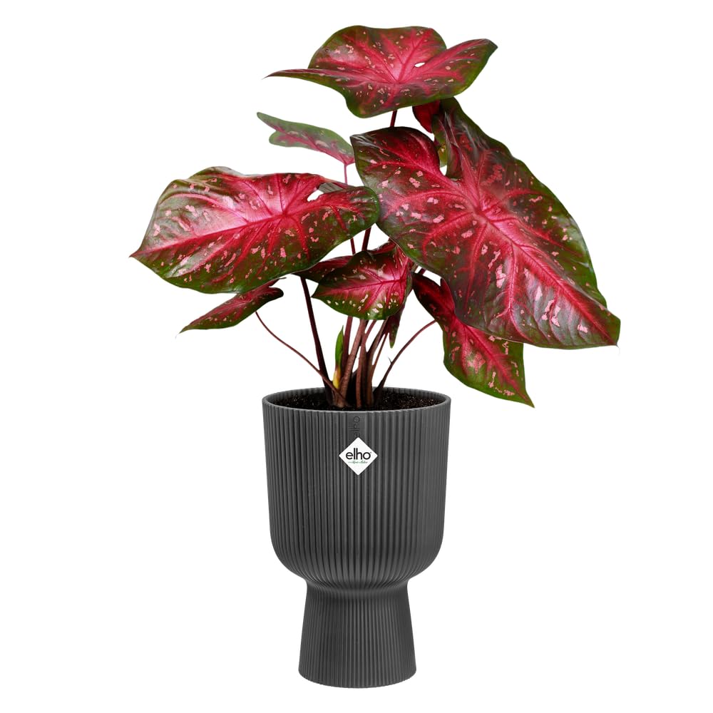 elho Vibes Fold Coupe 14 - Indoor Plant Pot - 100% Recycled Plastic - diameter 13.9 x H 21.0 cm - Black/Anthracite - Image 3
