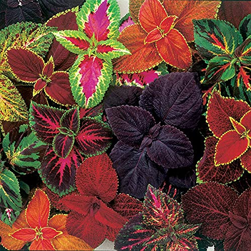 Park Seed Giant Exhibition Complete Mix Coleus Seeds, Heirloom-Style Foliage