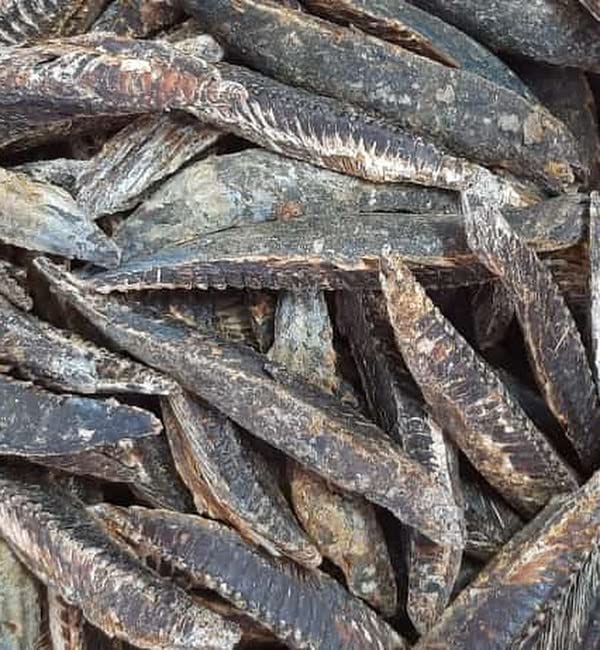 Pattammal Seafoods Dry Tuna 500 Grams Amazon.in Grocery & Gourmet