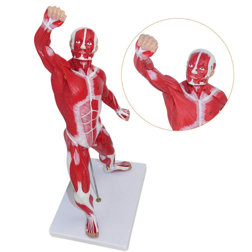 Buy Anatomy Education Model - 10 Scientific Human Anatomy - Human ...