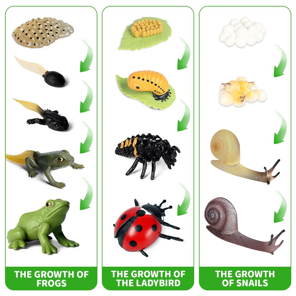 Jonuin Insect Life Cycle Toys, 13 Pcs Insect Toys Life Cycle of Frog, Ladybug & Snails Action Model - Image 3