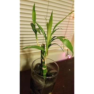 rubber plants indoor Buy Rubber Tree, Rubber Plant, Ficus elastica (Black Prince, Burgundy) main image 0