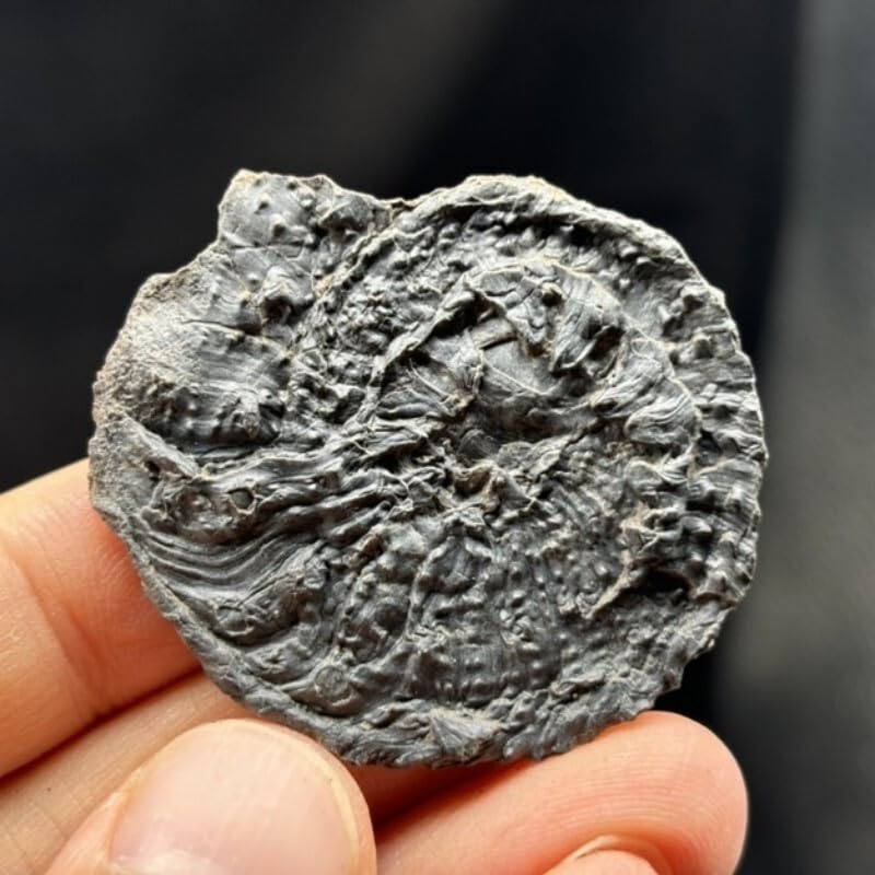 Fine Ammonite Fossils from Ordovician to Late Cretaceous