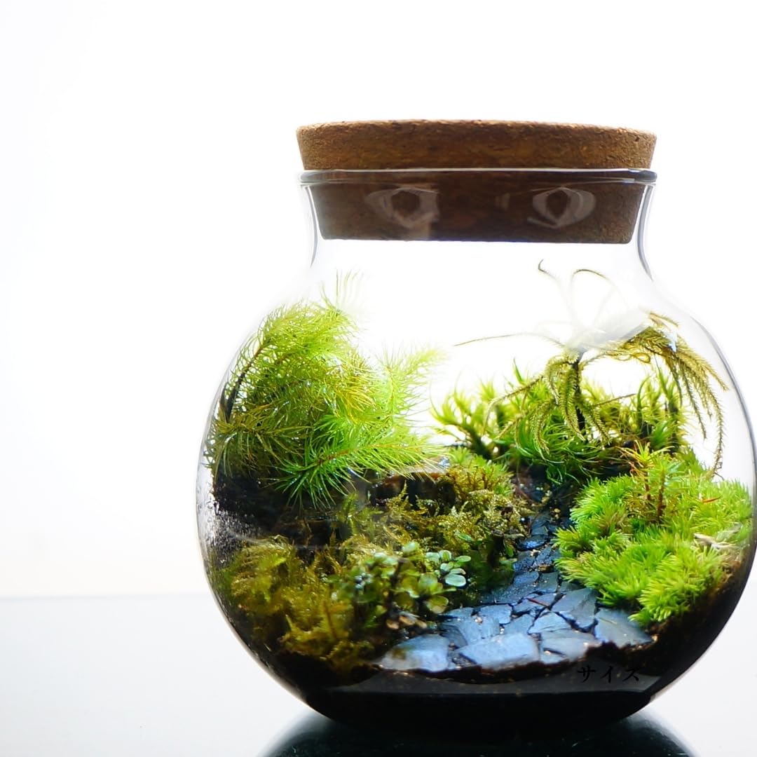 Amazon.co.jp: 【苔庵介る】 【LEDで光る】苔テラリウム 完成品 10cm