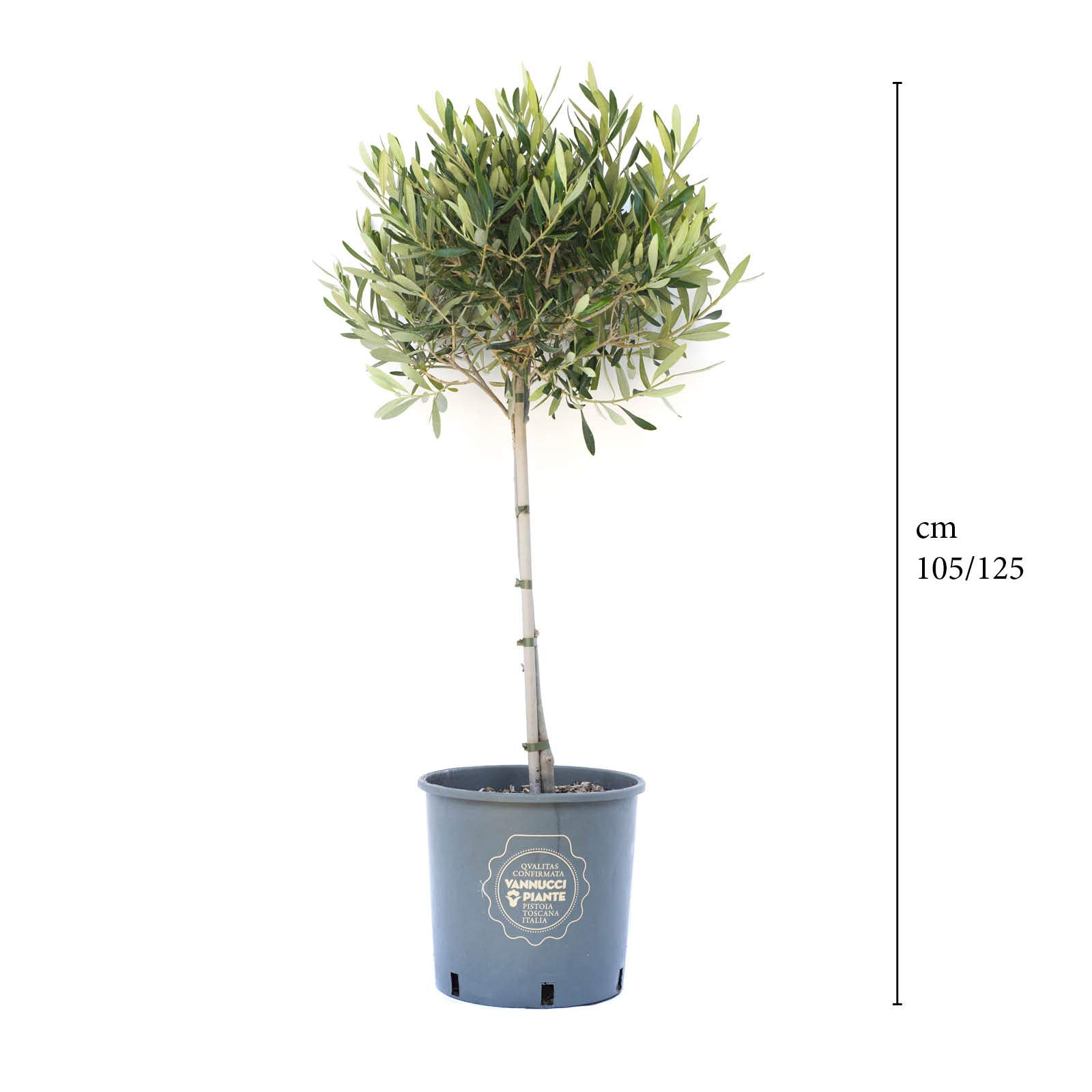 Vannucci Piante - Olea europaea Frangivento, Olivo, Pianta vera in vaso, Pianta da frutto, Mini alberetto