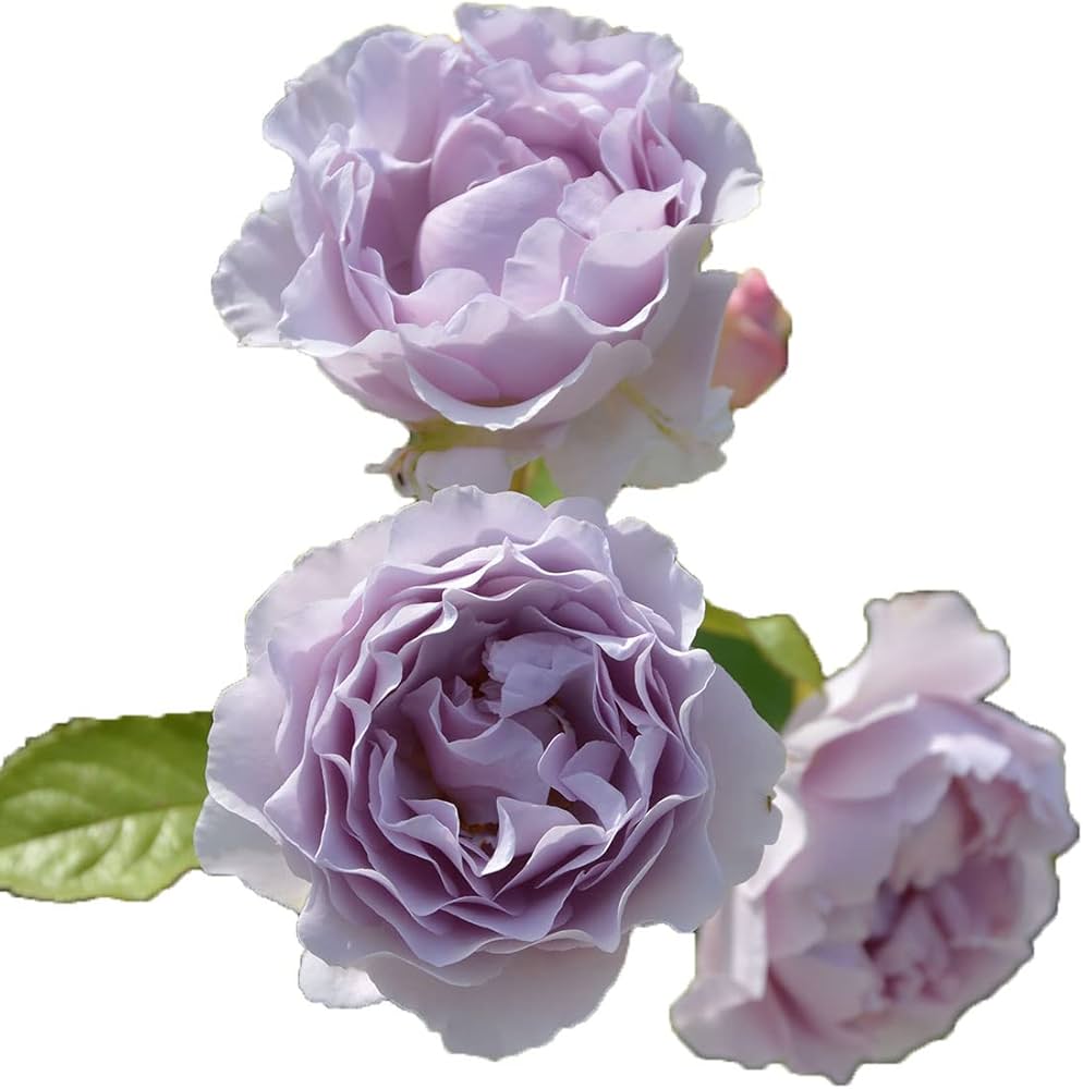 ロサオリエンティスプログレッシオ　紫の上　大苗6号 ロサオリエンティスプログレッシオ紫の上大苗6号