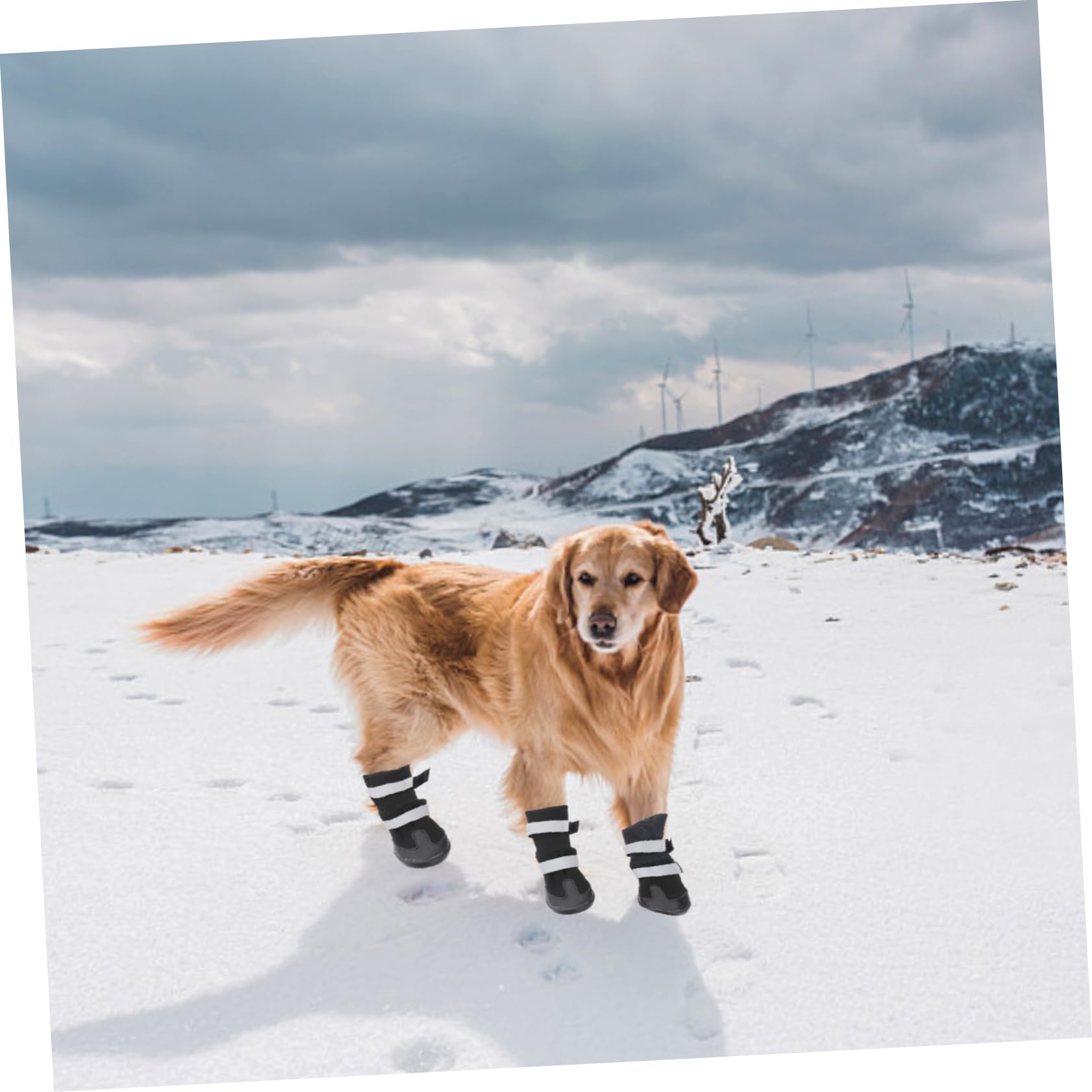 FRCOLOR 8 STK Regenstiefel Für Hunde Haustier Hund Winterschuhe Haustierschuhe Für Kleine Hunde Winterstiefel Für Hunde Pfotenabdeckungen Für Hunde Hundestiefel Katzenpfote Großer Hund