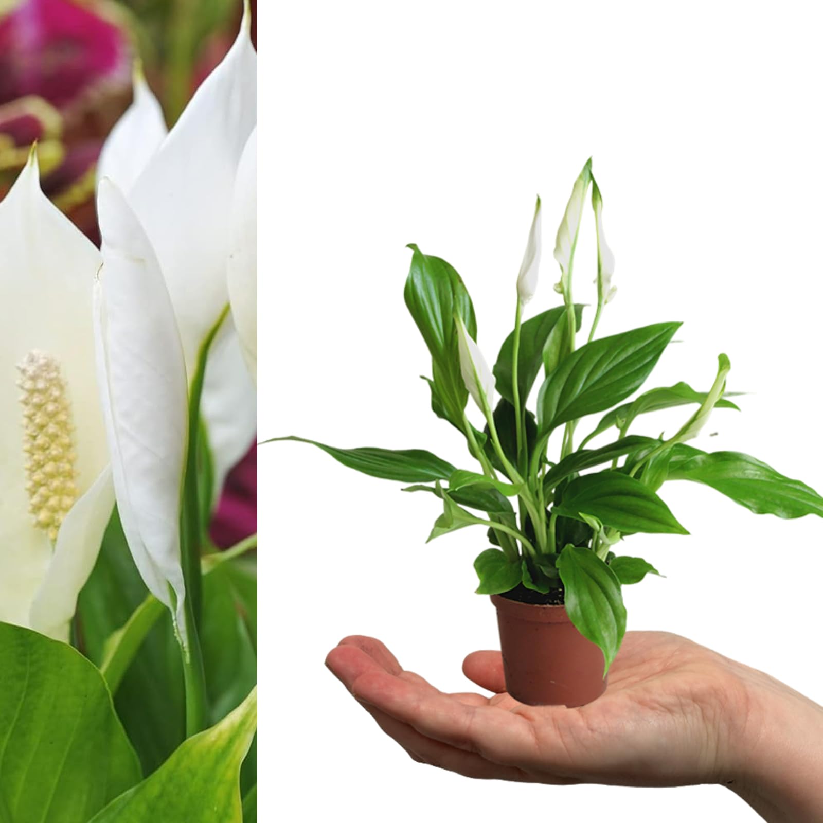 Carbeth Plants - 2 x Spathiphyllum Peace Lily in 7cm Pots - Live Mini Air Purifying Potted Indoor Plant - Real Easy Care Evergreen Houseplant Perfect for New Home Present, Sympathy or Get Will Gift