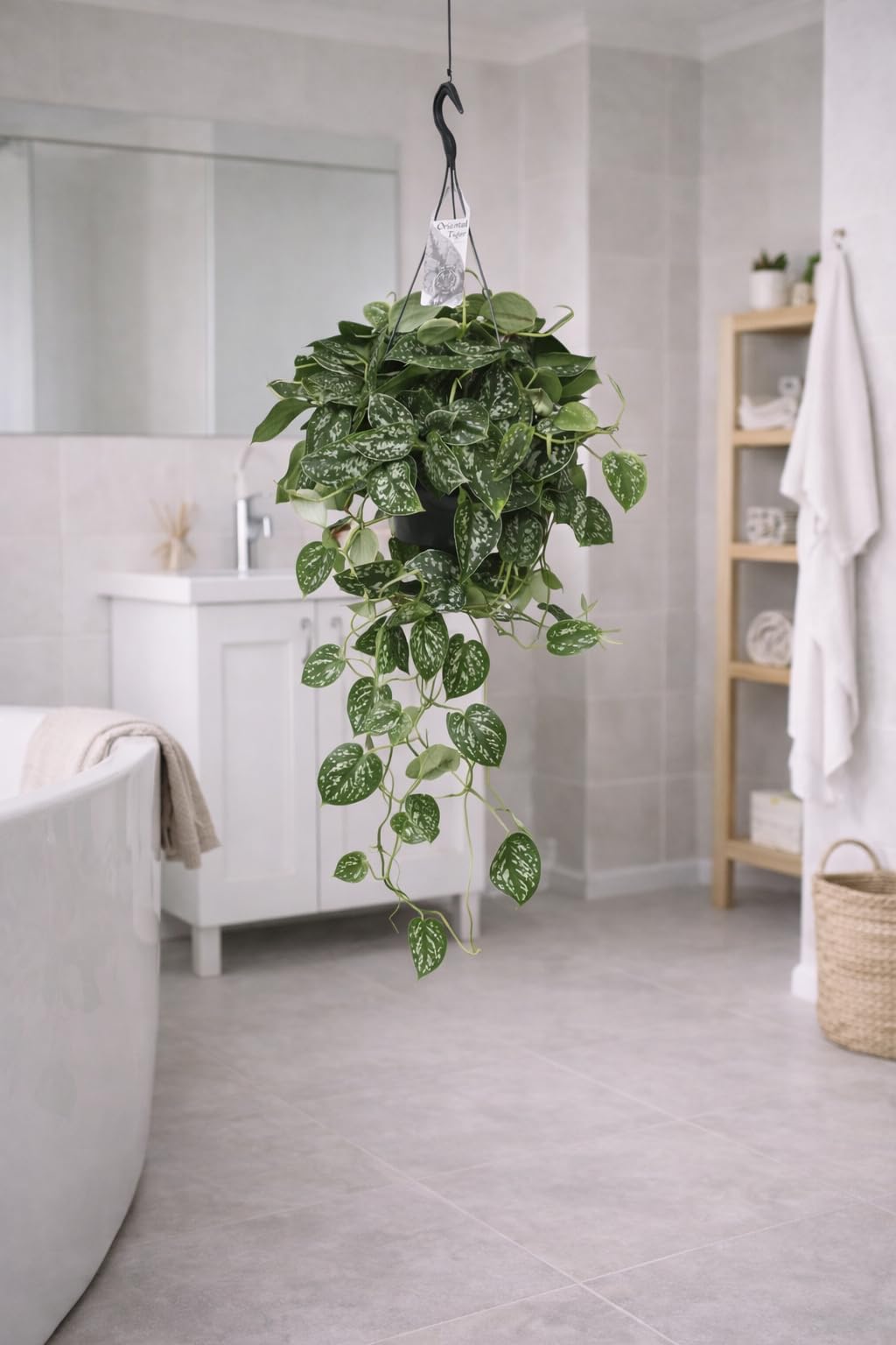 Gefleckte Efeutute 50-60 cm Ampel  Scindapsus pictus 'Argyraeus',  Pflegeleichte Grnpflanze fr Hngeampeln, Dekorativ & Luftreinigend :  Amazon.de: Garten
