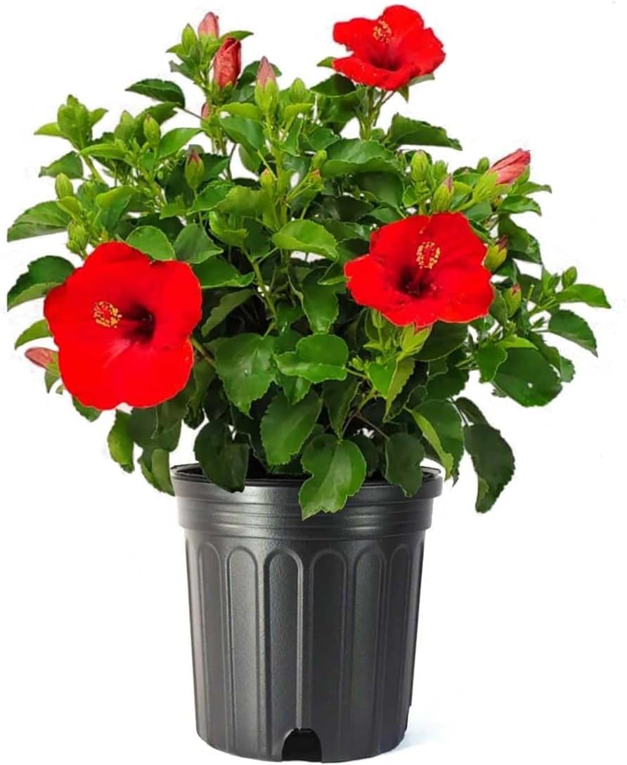 American Plant Exchange Hibiscus 'Red' Plant – Live Flowering Bush, 10-Inch Pot, Tropical Scarlet Blooms for Patios, Garden Beds, and Outdoor Landscapes