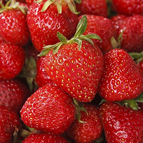 Pack of 6 potted Strawberry Sweetheart Plants
