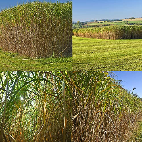 Outsidepride Switchgrass Native Grass Seed Tolerant Of Poor Soils, Flooding, & Drought - 1 Lb #TOP2