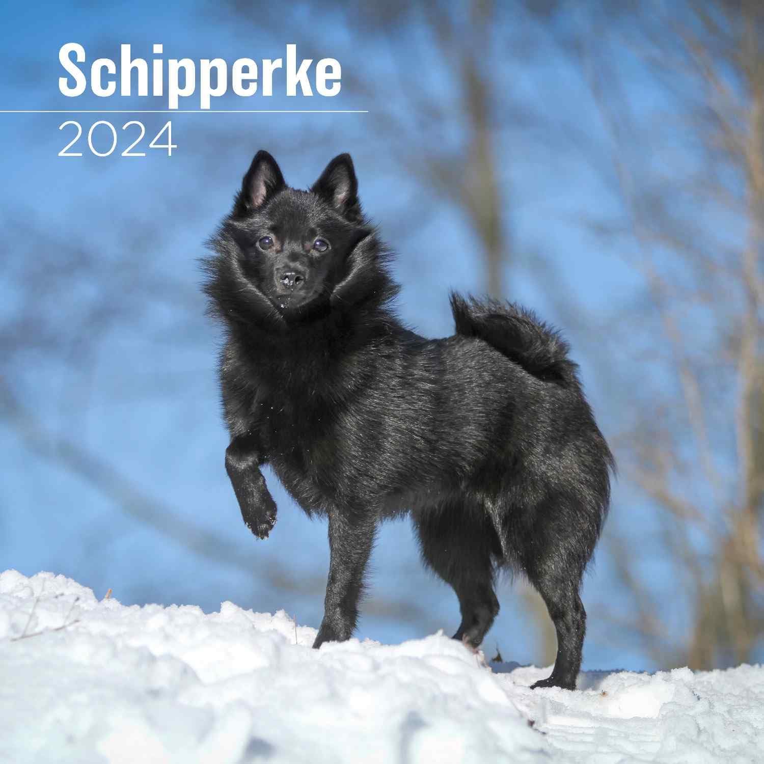 MegaCalendars2025 Schipperke Calendar - Dog Breed Wall Calendar - 12 x 24 Open - Thick No-Bleed Paper - 14 Month Planner Calendar Organizing & Planning