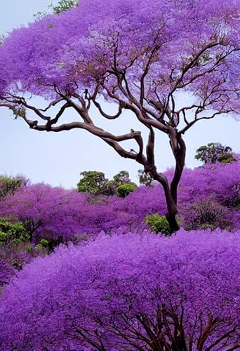 Blue Jacaranda Tree Plant Live Mimosifolia Purple Flower Starter Plugs, 1 To 2" Plant, Flamboyan Tree #TOP15