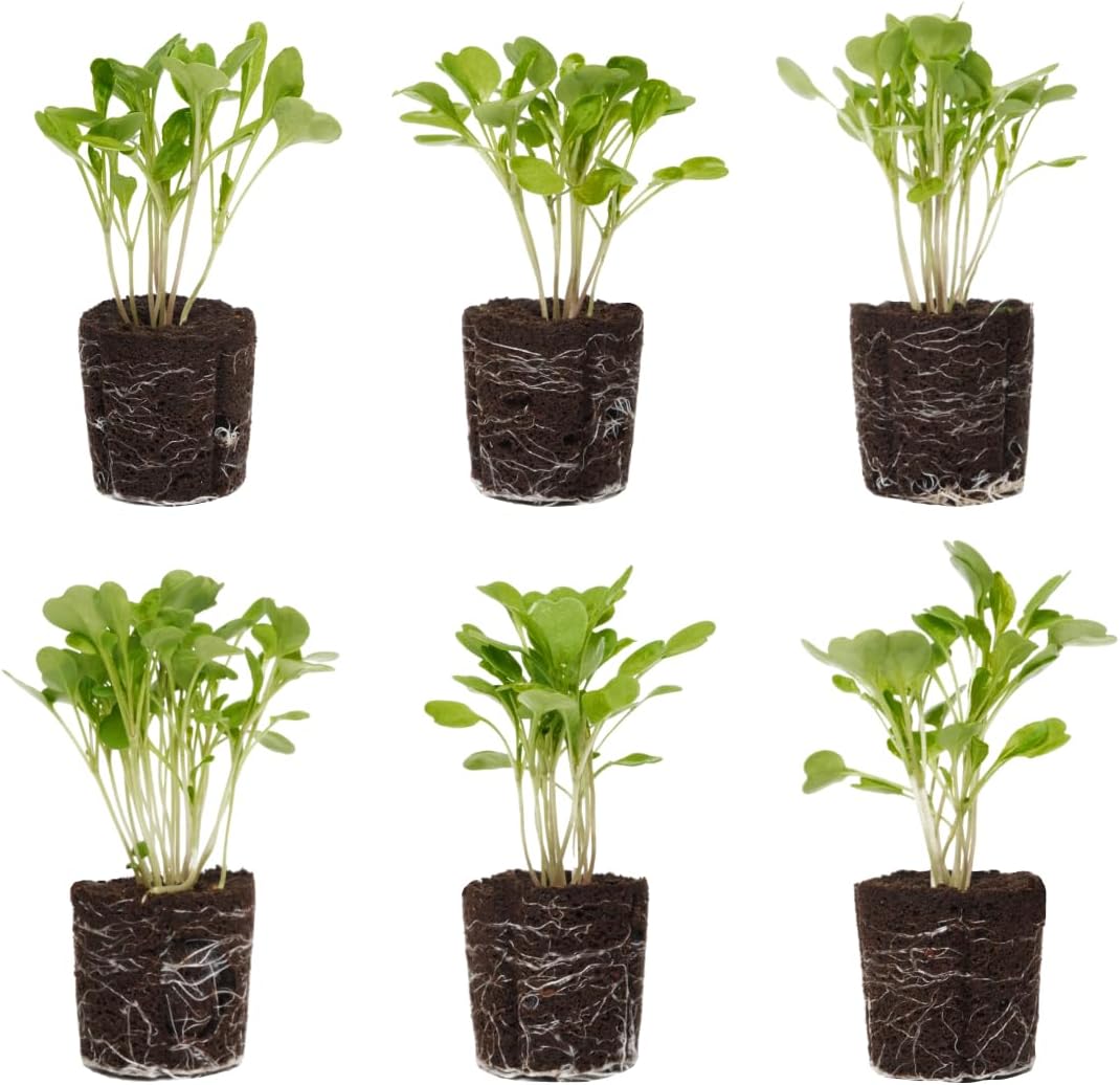 Arugula Seedlings: Ready-to-Plant, Starts, Starters, Plugs, Garden Ready, Live Plants, Transplants, Pre-Sprouted, Soil & Hydroponic Gardens (12 seedlings)