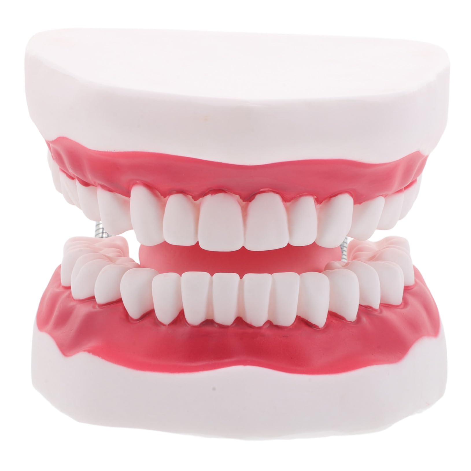 Modello Orale Didattico 56x Pvc con Arcata Integrata e Lingua | Dimostrazioni in Aula e Training Clinico, per Professionisti e Studenti Odontoiatrici, Struttura Anatomica Compatta