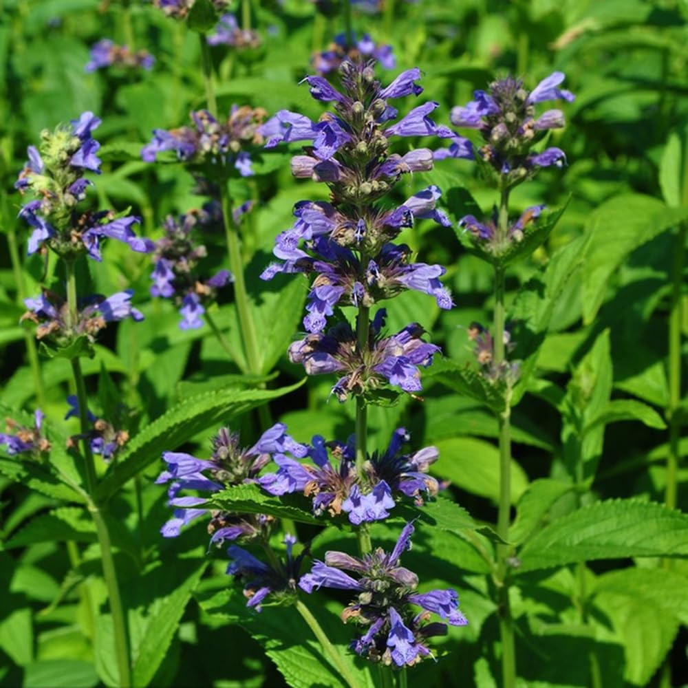 300 piezas Semillas de hierba gatera perenne - Nepeta cataria - plantas a base de hierbas, plantas de jardín Semillas de hierba gatera planta de hierba gatera semillas de plantas medicinales,