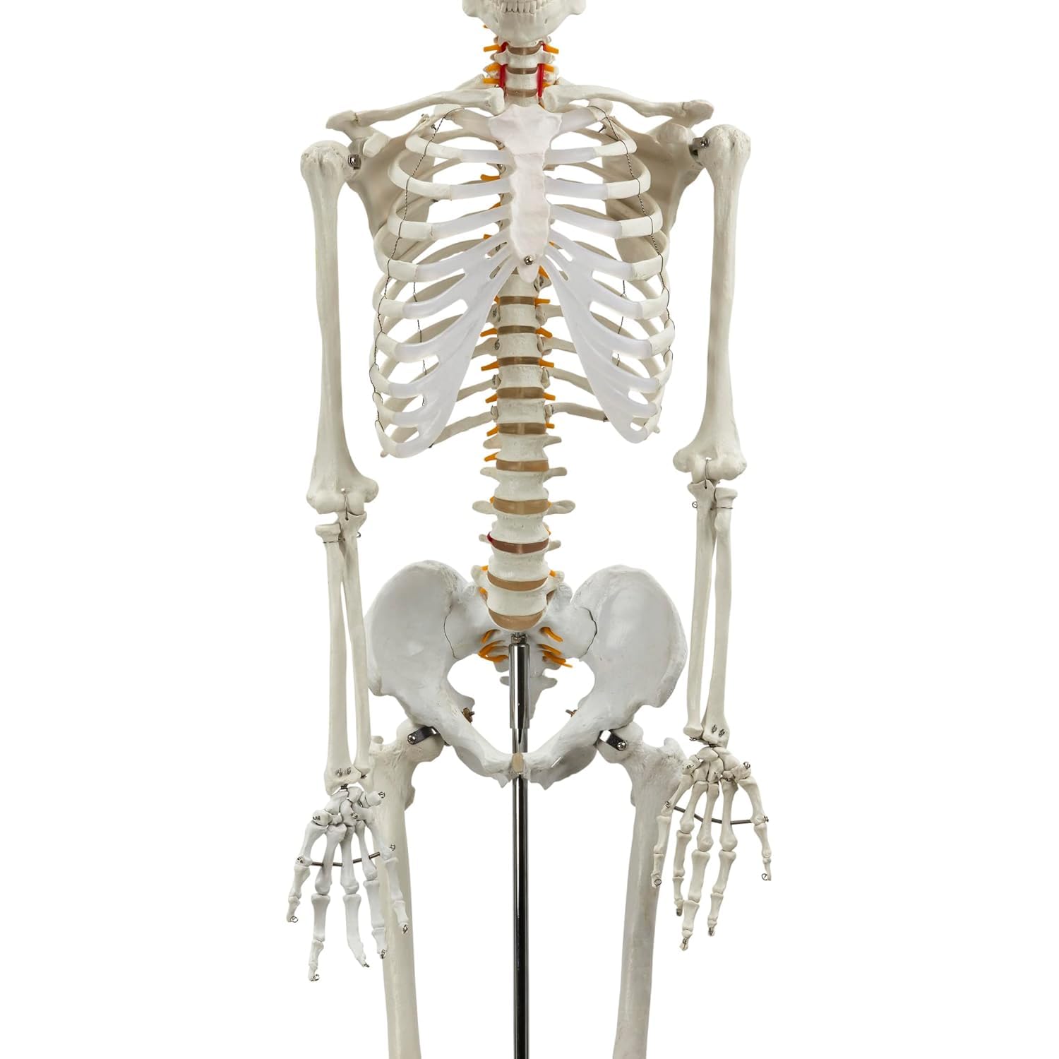Model szkieletu ludzkiego naturalnej wielkości o długości 180 cm – szkielet anatomiczny składający się z 206 kości