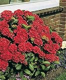 Red Sensation Hydrangea Seeds - My Secret Gardens
