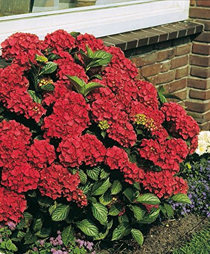 Red Sensation Hydrangea Seeds - My Secret Gardens Red Sensation Hydrangea Seeds - My Secret Gardens