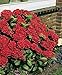 Red Sensation Hydrangea Seeds - My Secret Gardens