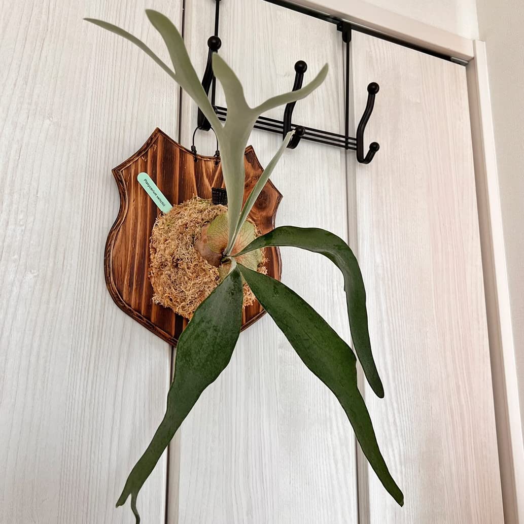 Amazon|【おしゃれな壁掛け観葉植物】ビカクシダ ベイチー 板付 観葉