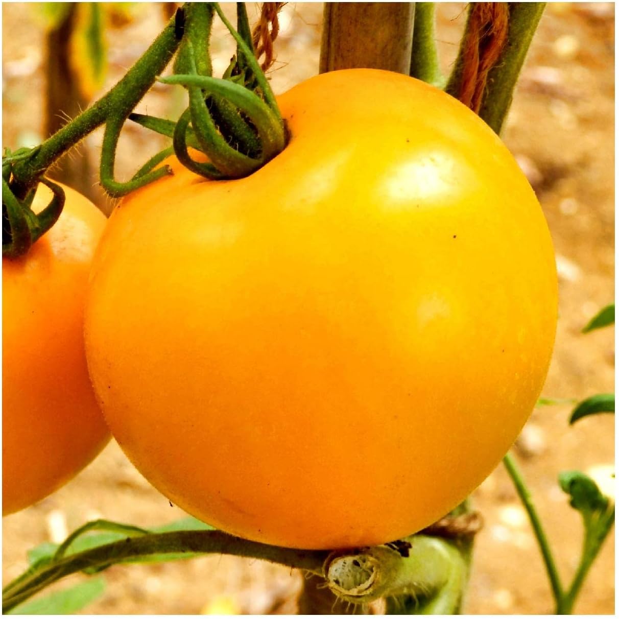 Everwilde Farms - 1 Oz Golden Jubilee Tomato Seeds - Gold Vault