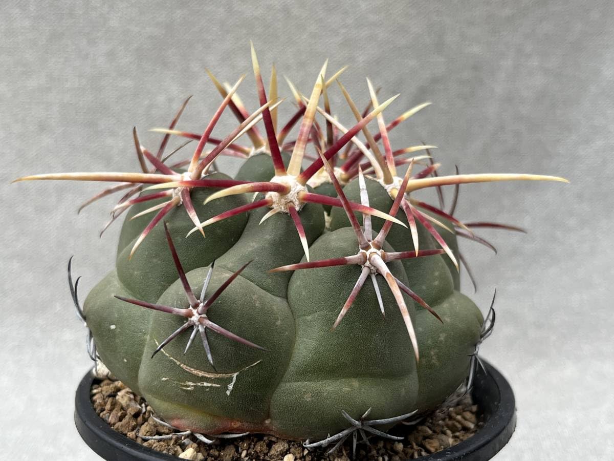 観葉植物 22 紅鷹錦 ・サボテン 多肉植物