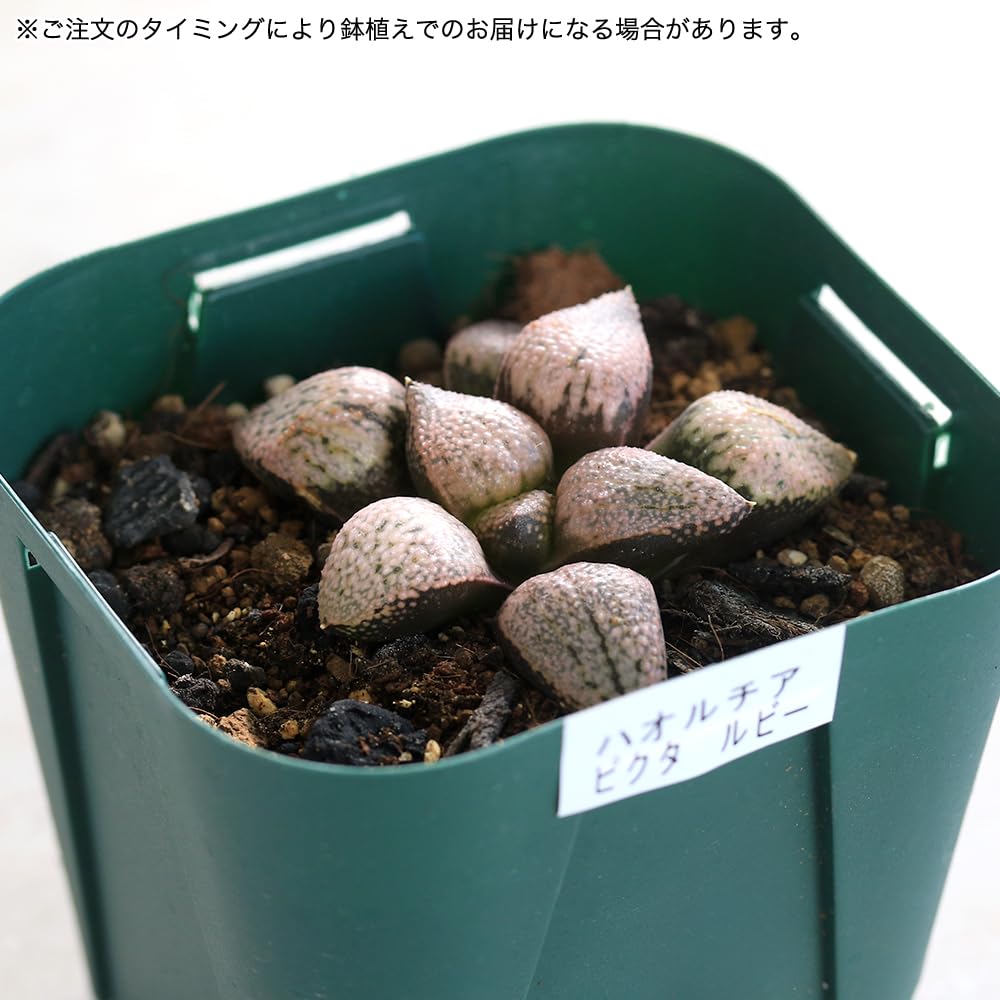 Amazon.co.jp: 【charm】（観葉植物）抜き苗 韓国苗 ハオルチア ピクタ 