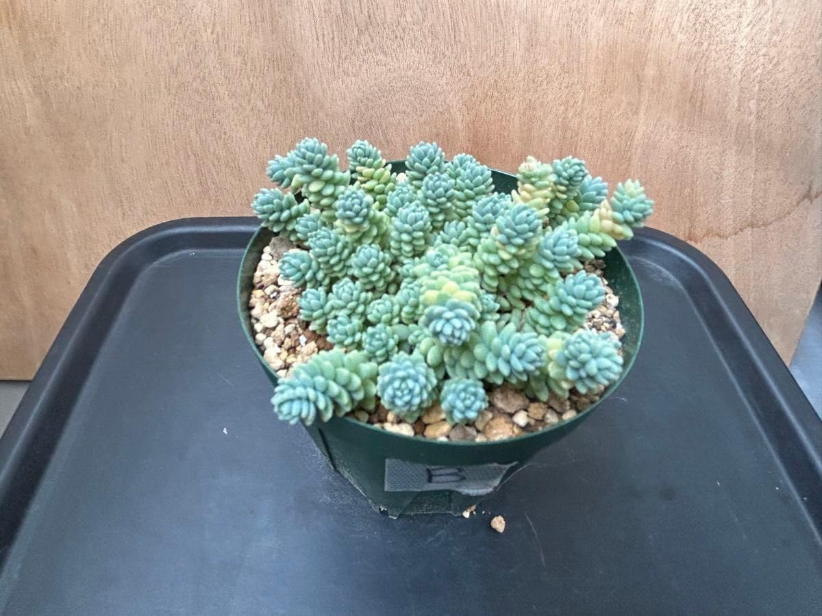 Amazon.co.jp: 多肉植物 セダム マジョール 抜き苗 B : DIY・工具