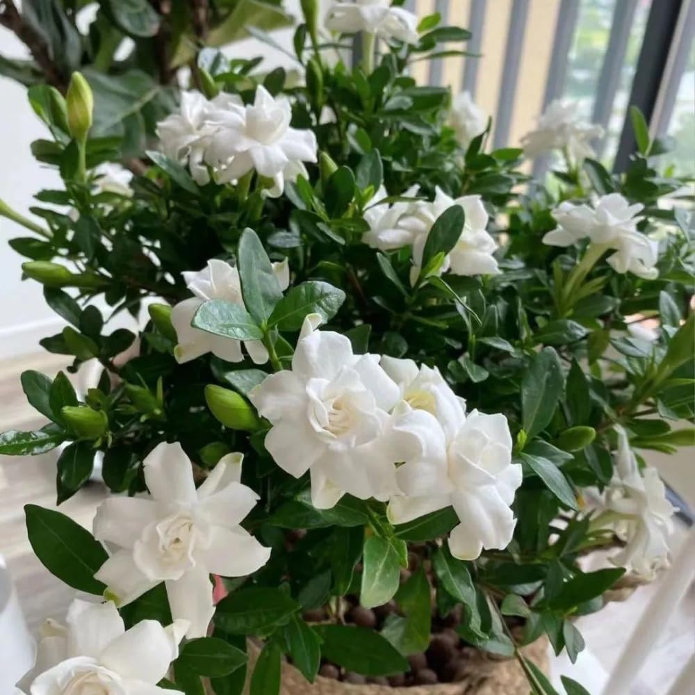 Amazon.com : 3 Cape Jasmine Plants Live, Frost Proof Gardenia