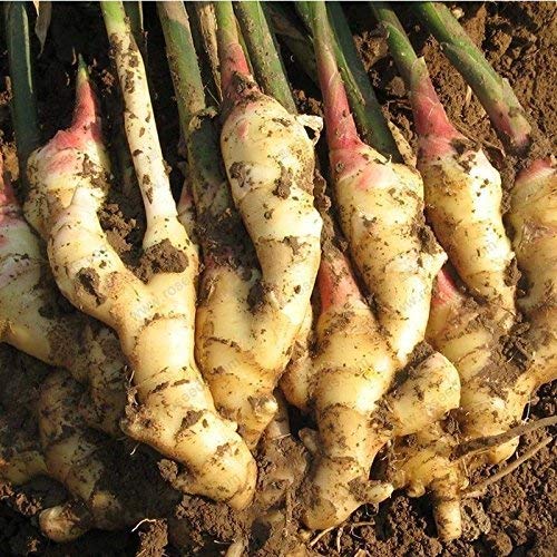 Perennial ginger seeds vegetable seeds zingiber officinale seeds balcony fruits and vegetables - 100 pcs