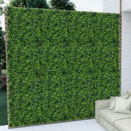 List of Top Ten Best Evergreens For Privacy Top Picks 2023 Reviews