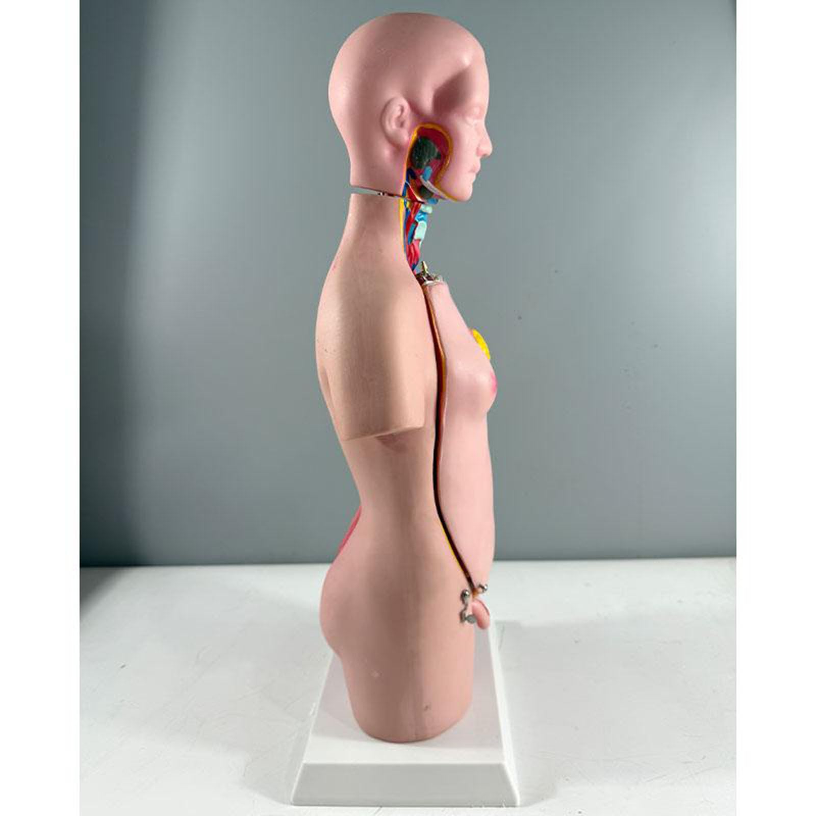 Modelo de Anatomía del Torso Humano 17,71", Modelo de Torso de 45 cm para Enseñanza Educativa de Anatomía Médica