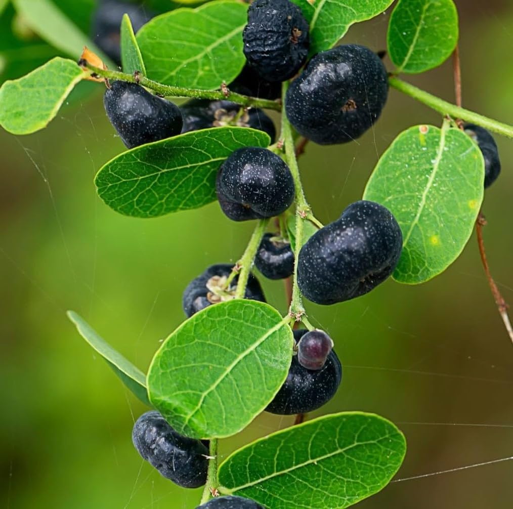3V PRODUCTS Karumboola Dry Leaves 150Gm | Phyllanthus Reticulatus | Krishna Kamboji | Karunelli for Hair Black colour-image-19