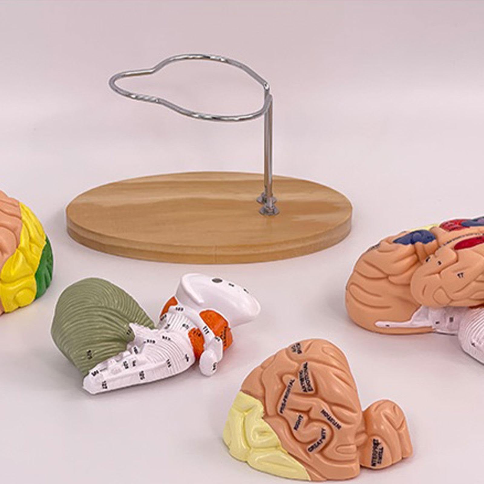 Modelo de Cerebro Humano para Aprender a enseñar tamaño Doble ampliado con áreas funcionales Desmontables para Estudio de anatomía Estudio en el