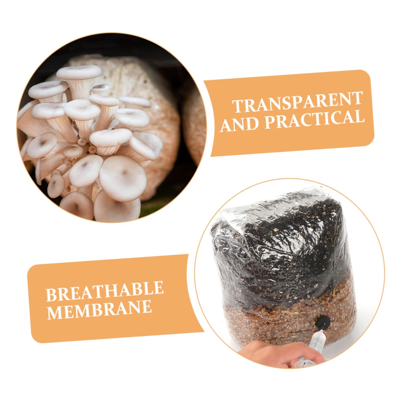 De Culture De Champignons, 50 Pièces, De Grains De Champignons, De Culture De Champignons pour Kits De Culture De Champignons Et Projets De Mycologie
