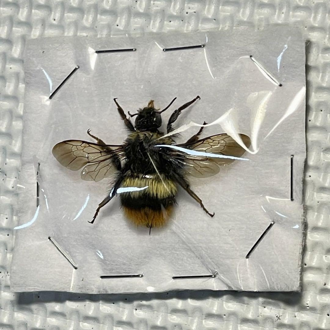 Amazon.co.jp: ハチ標本 エゾオオマルハナバチ 女王バチ 北海道亜種 蜂