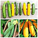 Lugar: Patio, Clima: Templado, Clasificación: Mini jardín, Uso: Las plantas al aire libre, Tipo: s, Variedad: Flor