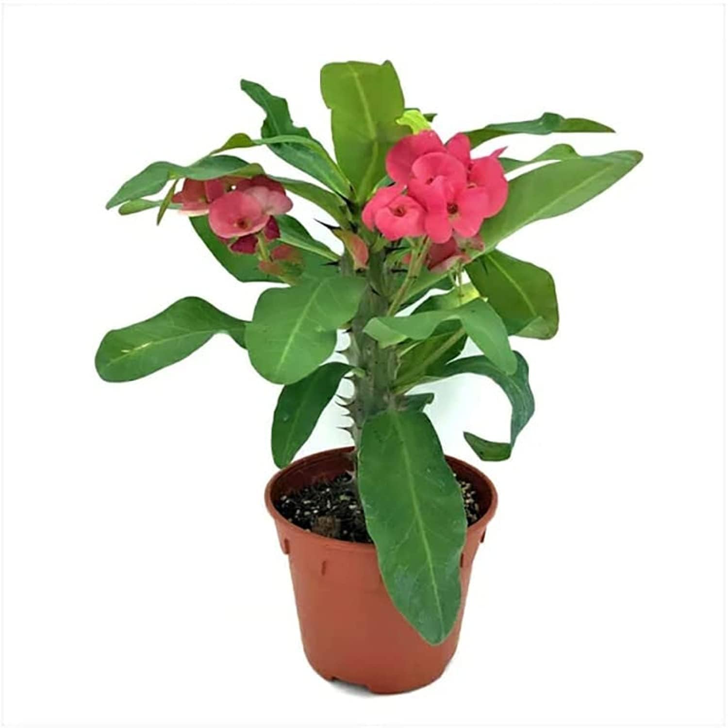 Euphorbia Fresh Outdoor Plants (12-15cm)