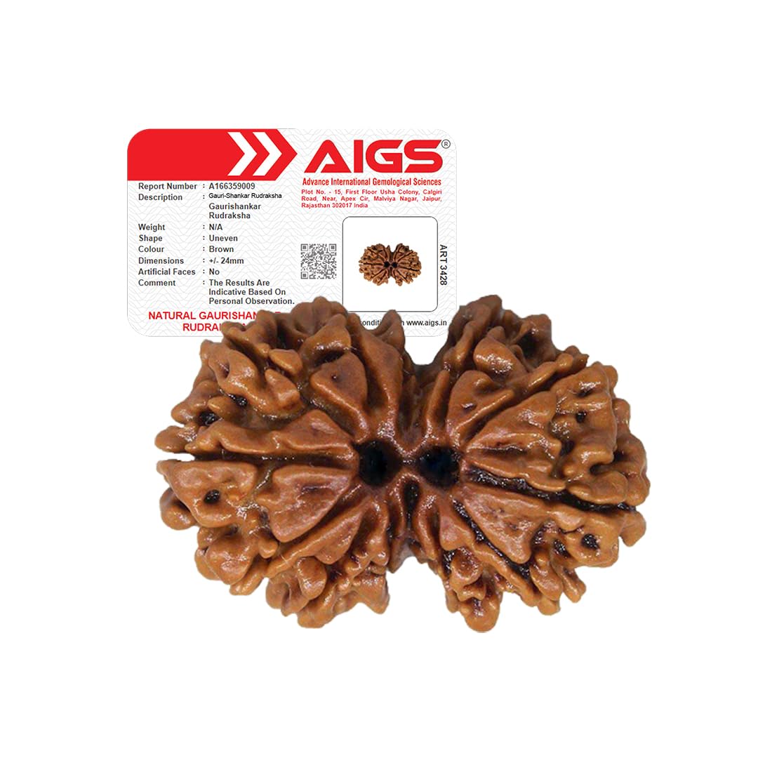 4 Mukhi Rudraksha - Nepal Origin | Wisdom & Communication -9 4 Mukhi Rudraksha - Nepal Origin | Wisdom & Communication -9
