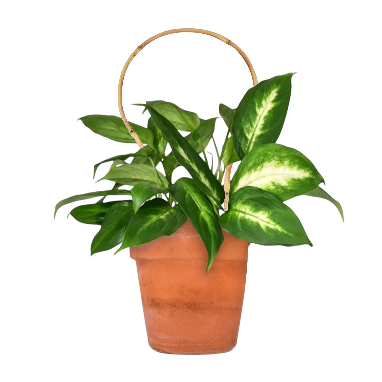 Bambus-Rankgitter in Schlaufenform, 40,6 cm, rund, Pflanzensttzpfahl fr  Kletterranken, dekorativer Reifenpfahl fr Topfgurken, rustikaler  Gartentrainingsrahmen, 6 Stck : Amazon.de: Garten