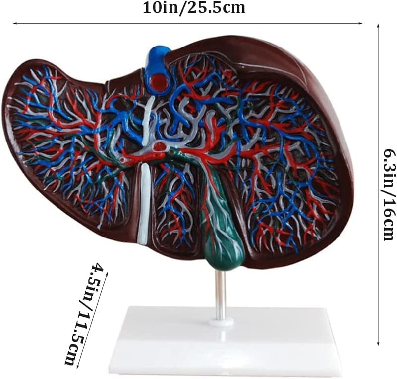 新品24-25NOVMBR LIVER 156cm Murine Liver cell line Hepa 1-6