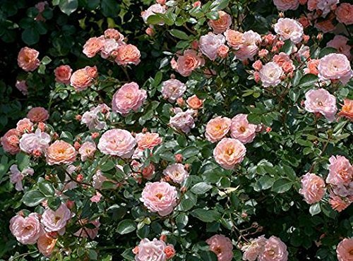 Perfect Plants Apricot Drift Rose Live Plant, 3 Gallon, Includes Care Guide