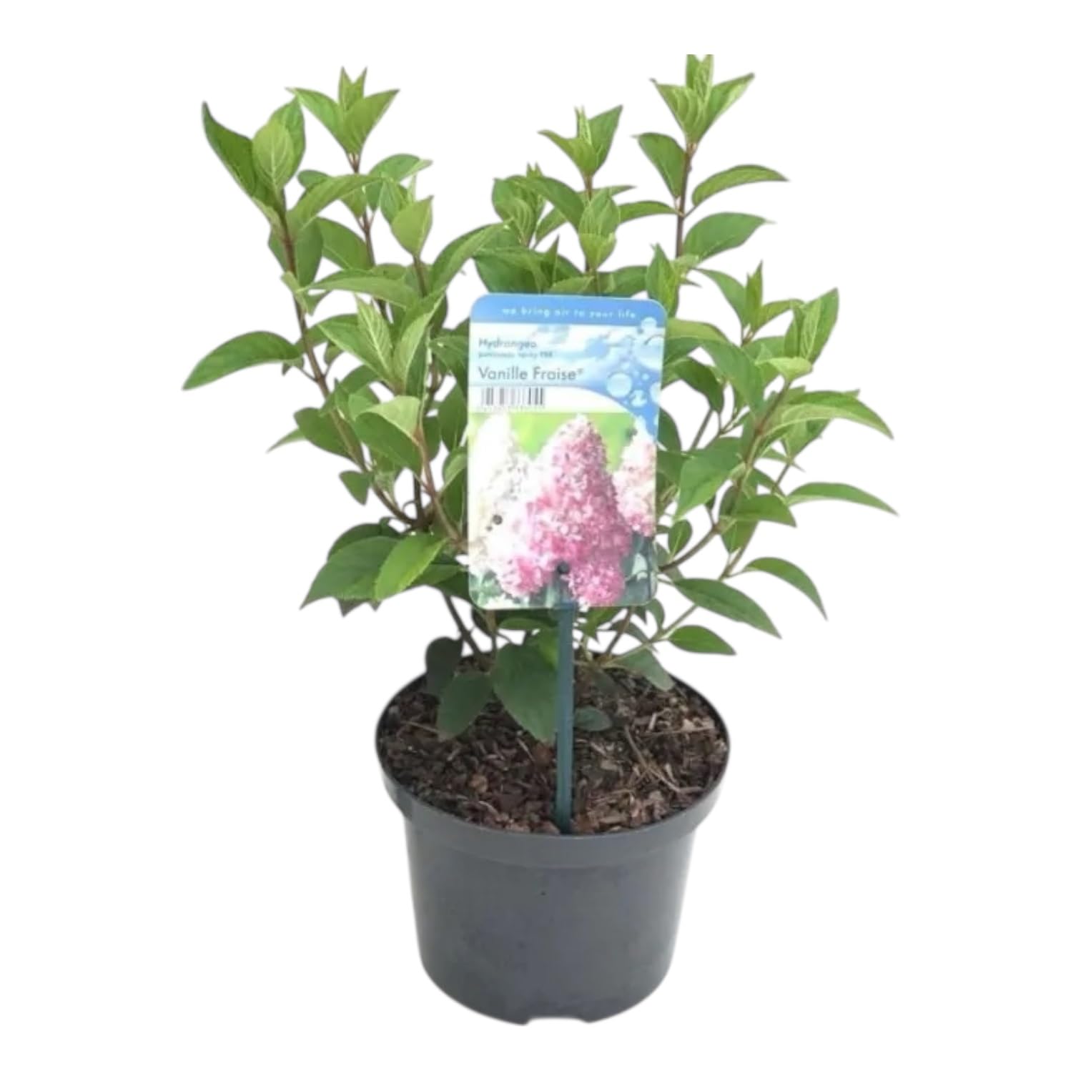 Hortensia paniculé 'Vanilla Fraise' 40-50 cm pot